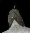 Nicely Prepared Dechenella Trilobite - Scarce Species #36170-4